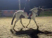 14.1 skewbald gelding