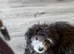 Beautiful poochon