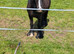 Hit the road Jack reg gypsy cob