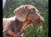 Amazing miniature dachshund stud.