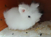Two stunning white lionheads females