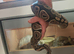Female royal python/Viv & unit