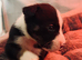BULLDOG X BORDER COLLIE PUPPIES