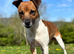 Plummer terrier for STUD