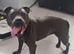 Blue staffy female