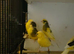 Mixed Canaries