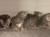BSH Silver Tabby and Spotted X bundles of love