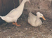 2 Beautiful white crested runner ducks.