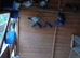 Pigoens for sale in Dunstable