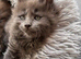 Council licensed TICA registered Maine Coon kittens