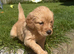 Ready Now!! Goldendoodles **1 girl left**