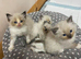 Beautiful Ragdoll Kittens - Ready for Their New Homes