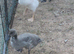 Various runner ducks 4-12 weeks old