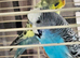 Breeding bonded pair of budgies