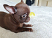 4, Tiny Stunningly Beautiful Chihuahua Boys
