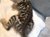Beautiful bengal kittens