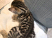 Beautiful bengal kittens