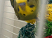 Hand reared budgies . X13