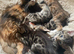 Bengal x Maine coone kittens