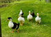 Ducks for sale