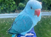 Sky blue and lutino Indian ring neck
