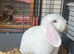 Pure white mini lop blue eyed female