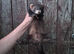 Ferrets