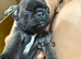 Beautiful full pedigree Pug pups