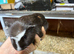 Baby sow/boar Guinea pigs Ready to go!!