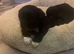 Shih tzu puppies