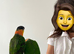 Ultra-Fun Pair of Black-Headed Caiques Seeking a Forever Home