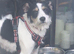 Jack russell x