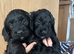 Cockerpoo puppies F1