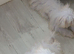 Maltese puppy