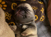 9 days old kc registered pedigree pug puppies