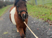 American miniature mare, 11 years old