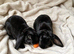 Rare Velveteen pair