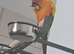 SUN CONURE