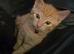 Ginger & white female siberian cross kitten