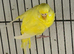 2 female budgies for sale!