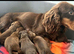 Longhair mini dachshund puppies