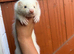 Marked white angora ferret