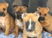 Staffordshier bull terrier pups