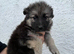 Stunning kc reg grey sable dark sable and Black and Tan