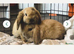 Two mini lop brothers