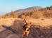 Beautiful staff x Rottweiler male available to the perfect family.