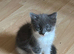 Cute Russian Blues for sale