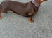 Chocolate and tan female