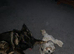 9 year old German shepherd female full German shepherd but no kc papers as wasn’t registered