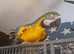 4 year old female blue and gold macaw for sale